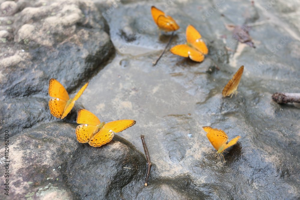 An image of butterflies on a rock that Multidimensional Money is using to link to special events, videos, and audio downloads directly from Lydia as part of the Prosperity Redefined membership package.