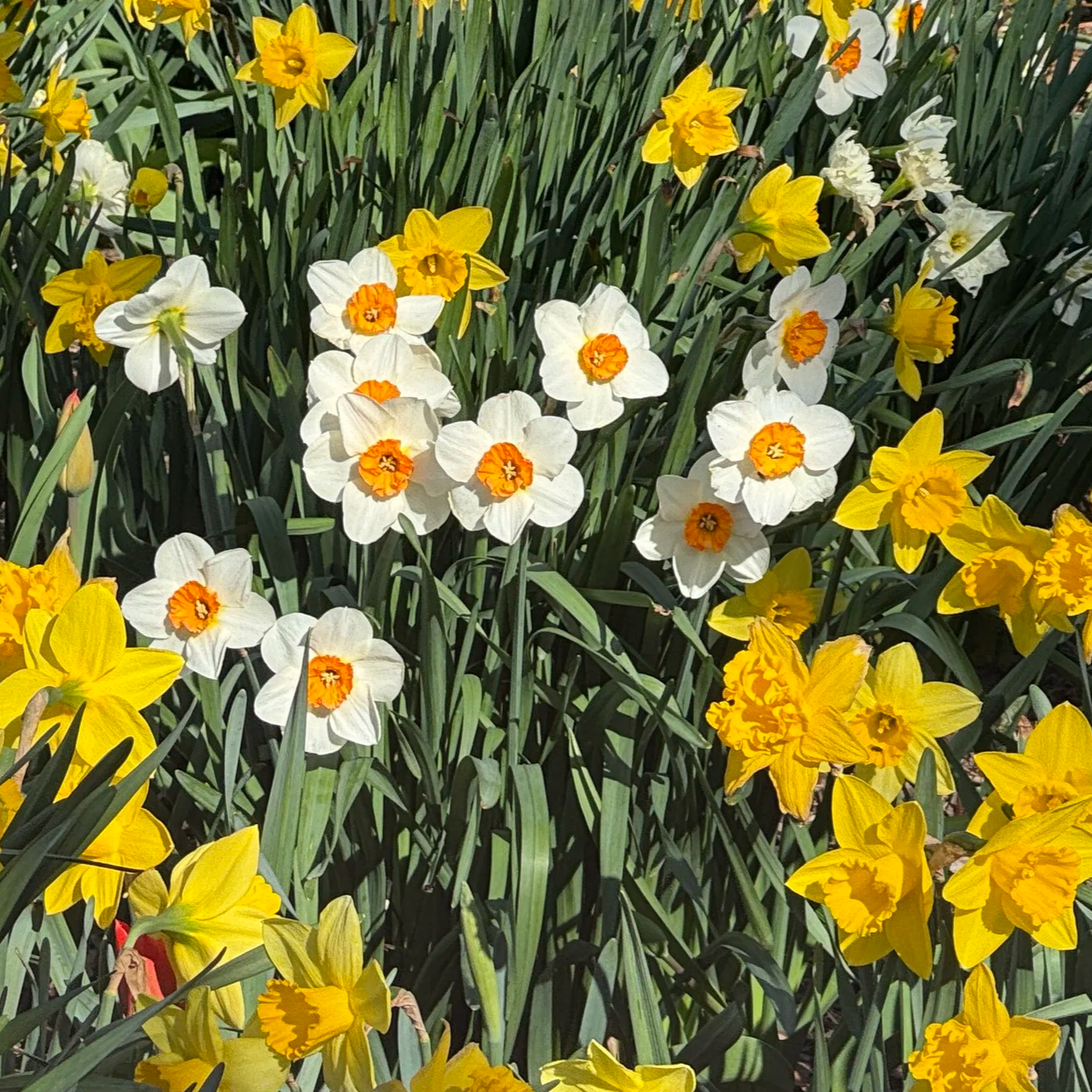 Daffodils!