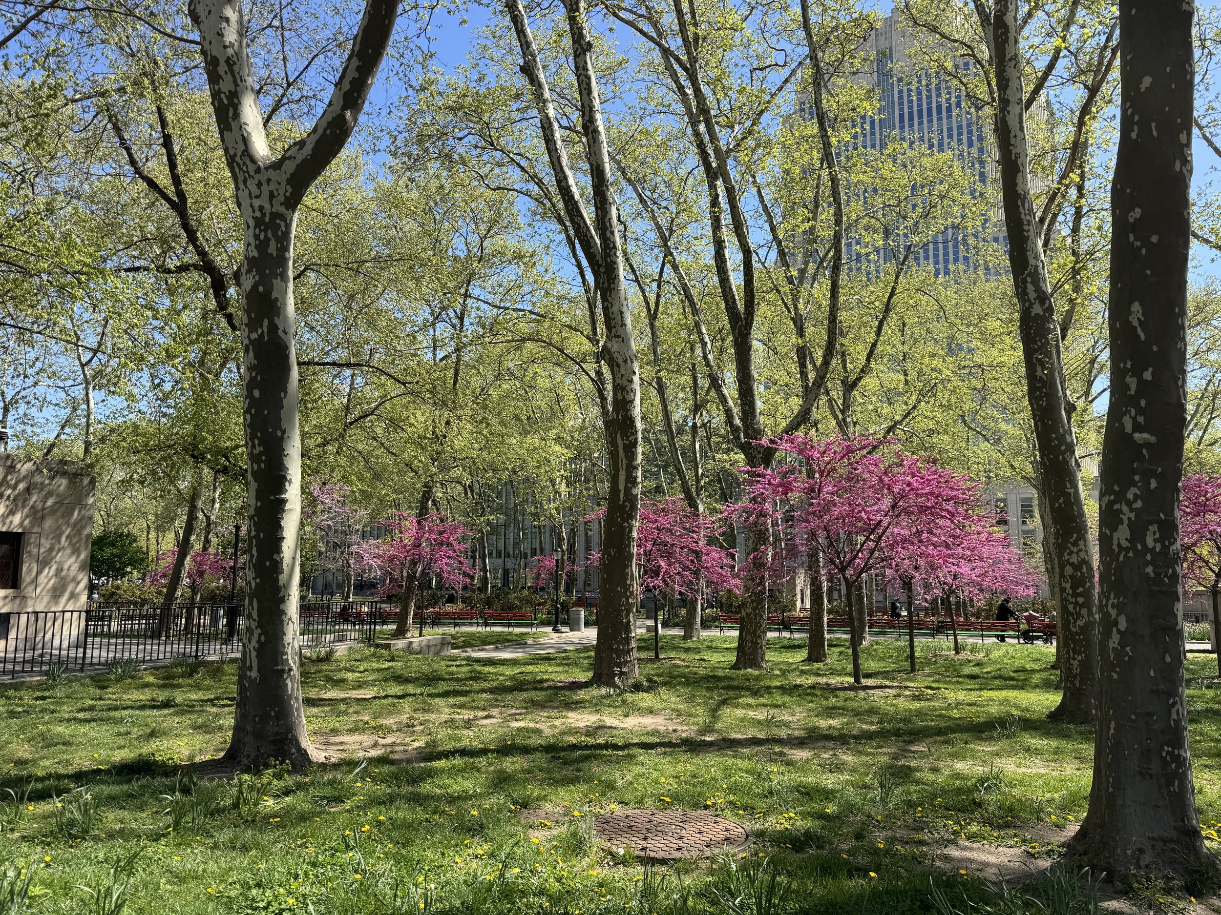 19 eastern redbud trees in full bloom