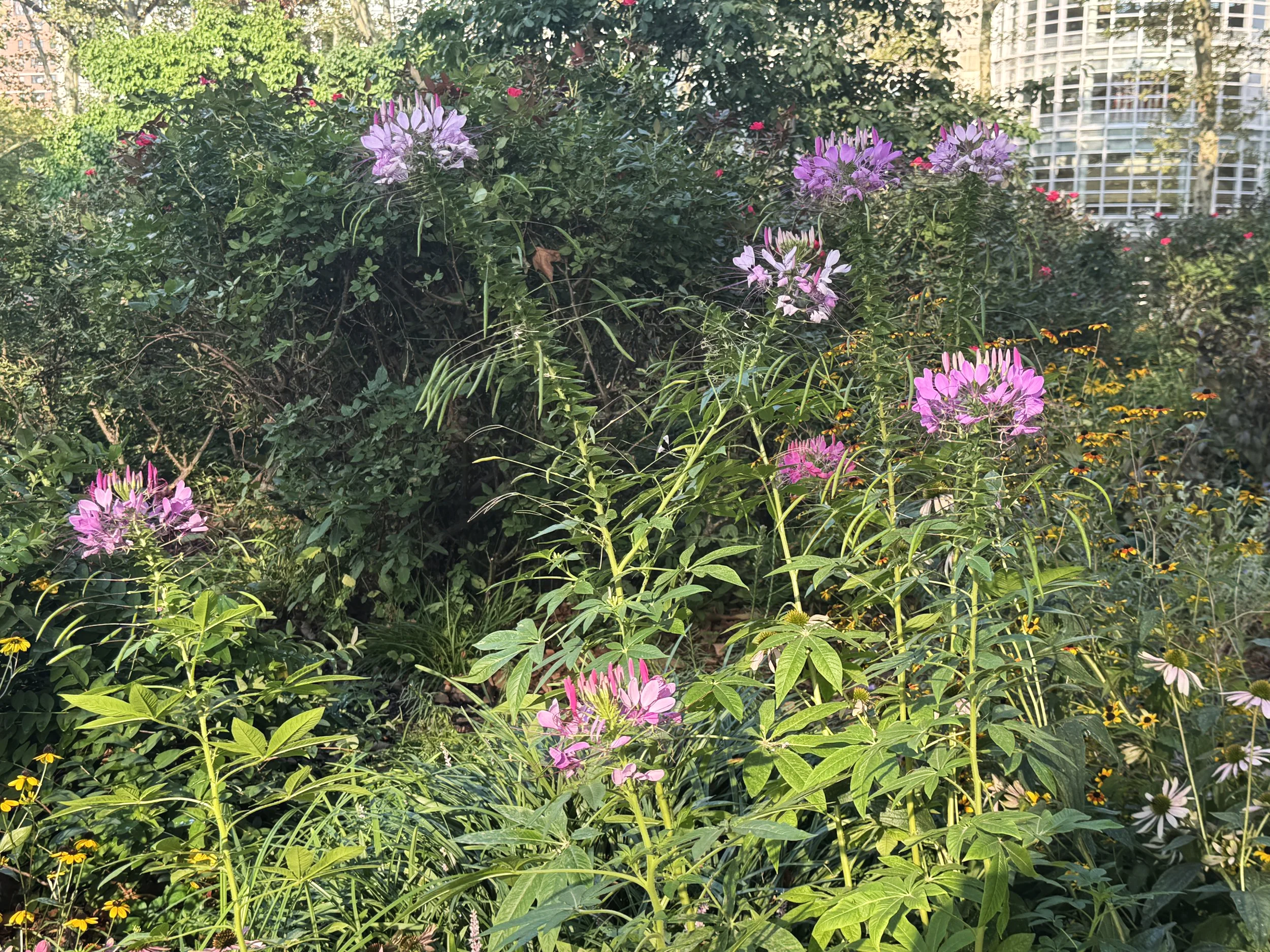 Garden!