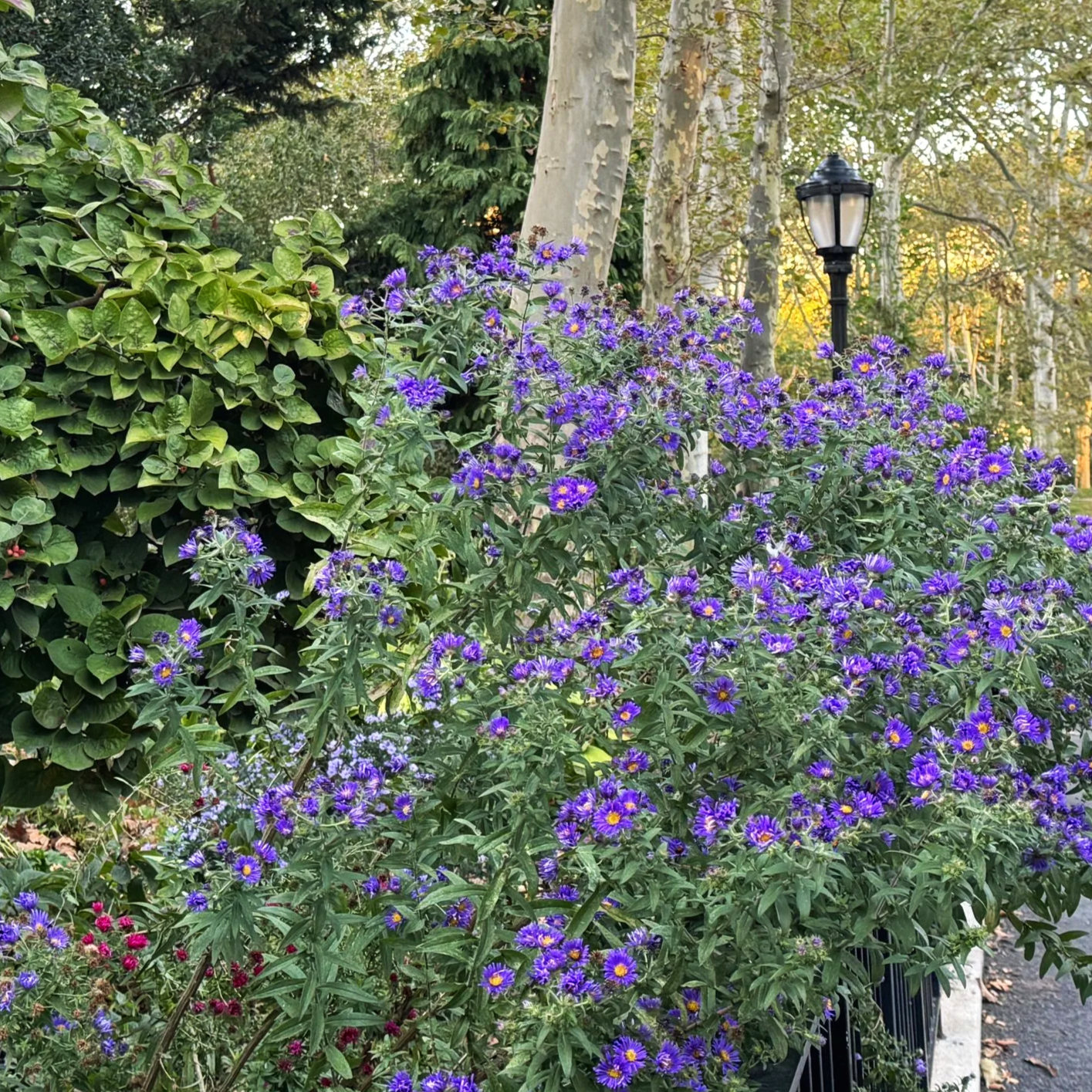 Gardening!