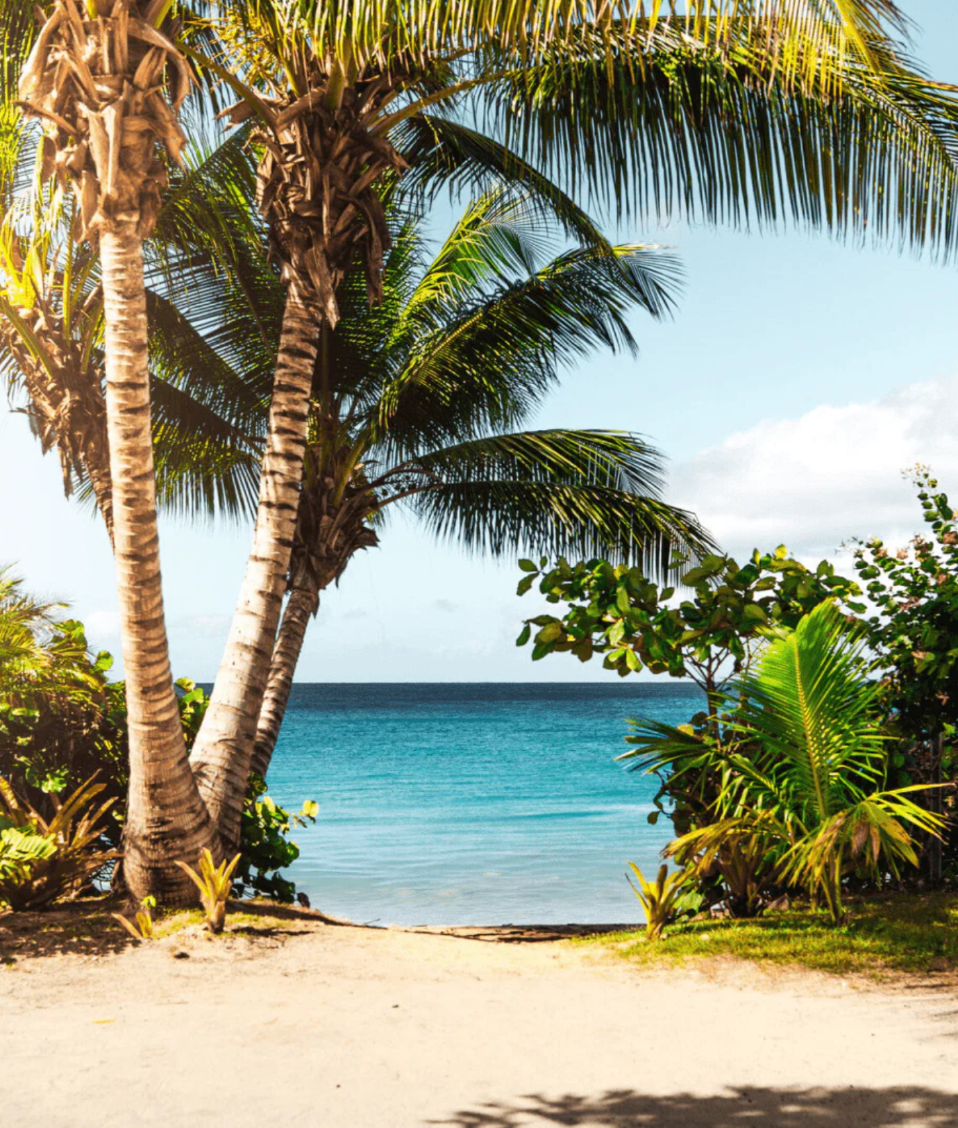 Waikiki Beach Coconut (BBW Type) Fragrance Oil