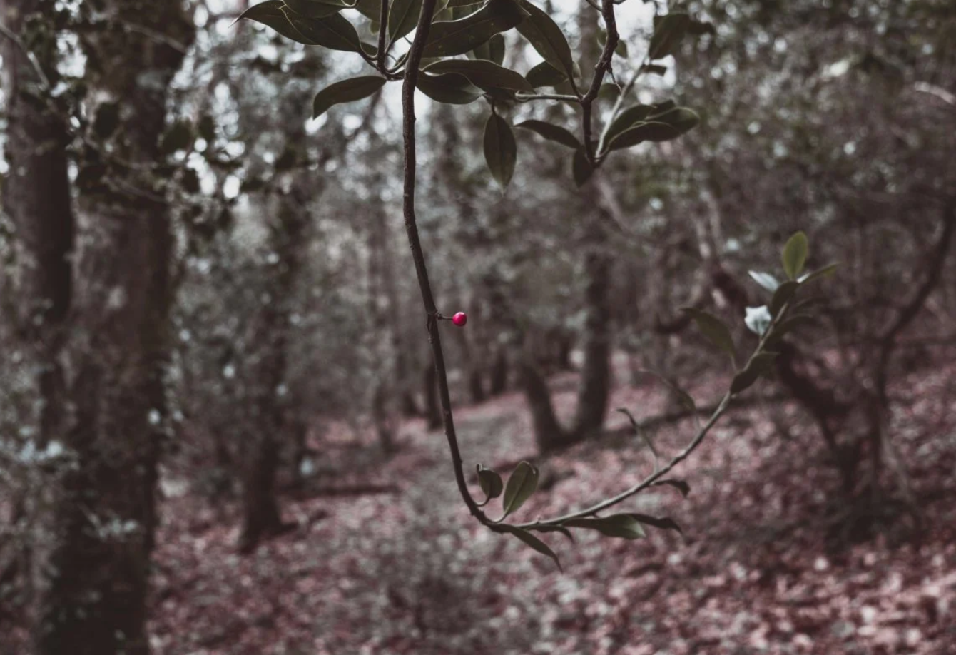 Cranberry Woods (BBW Type).png