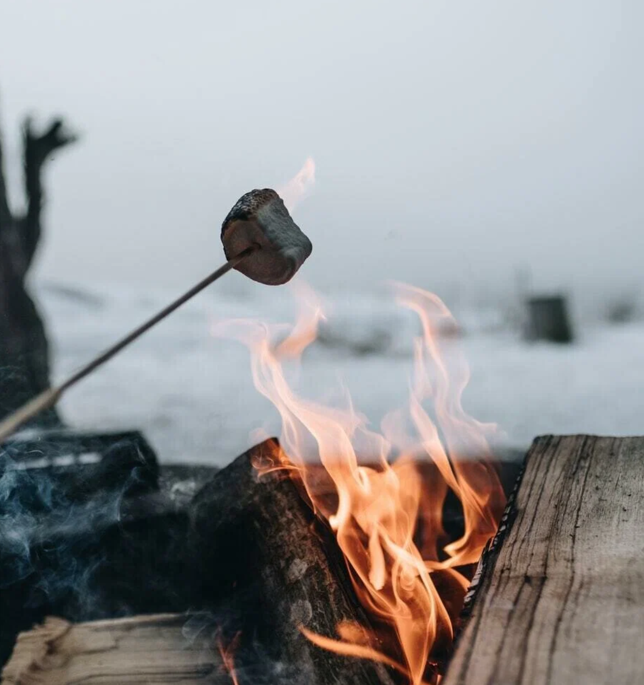 Marshmallow Fireside (BBW Type) Fragrance Oil