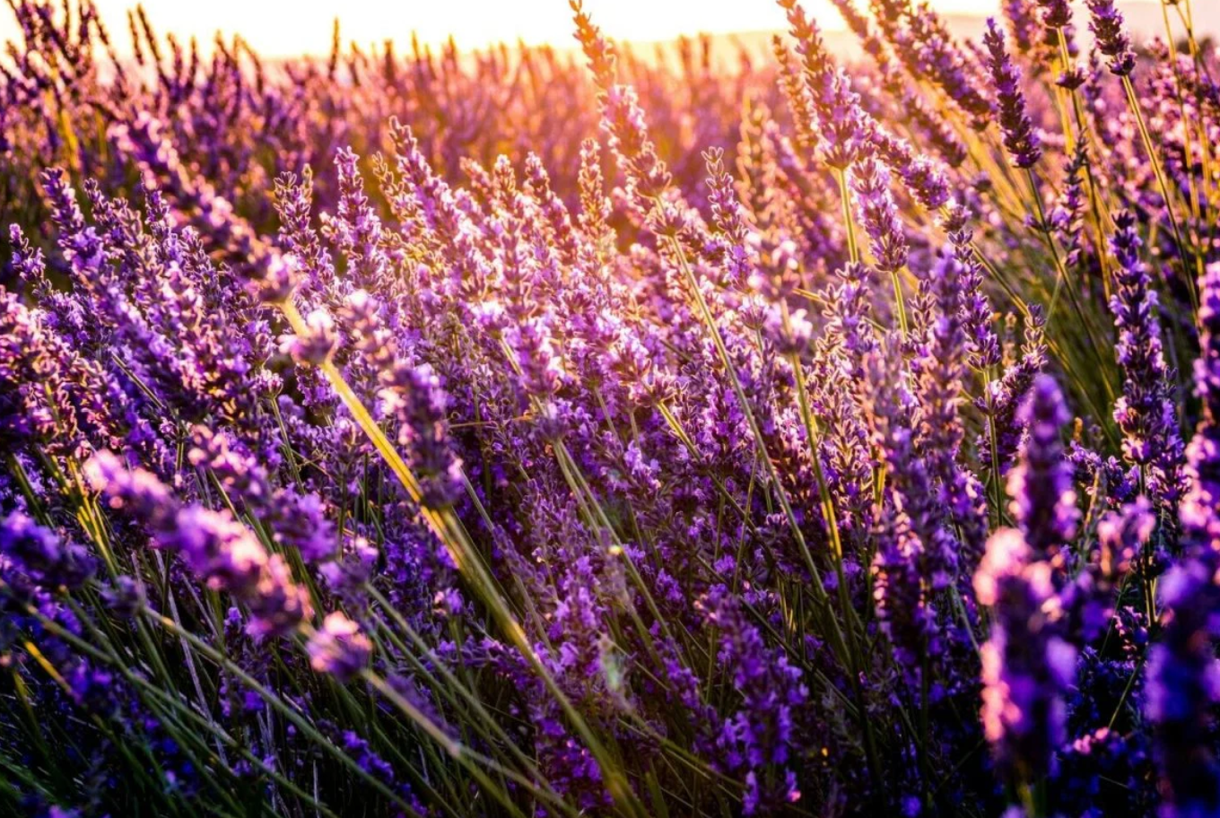 Lavender.png