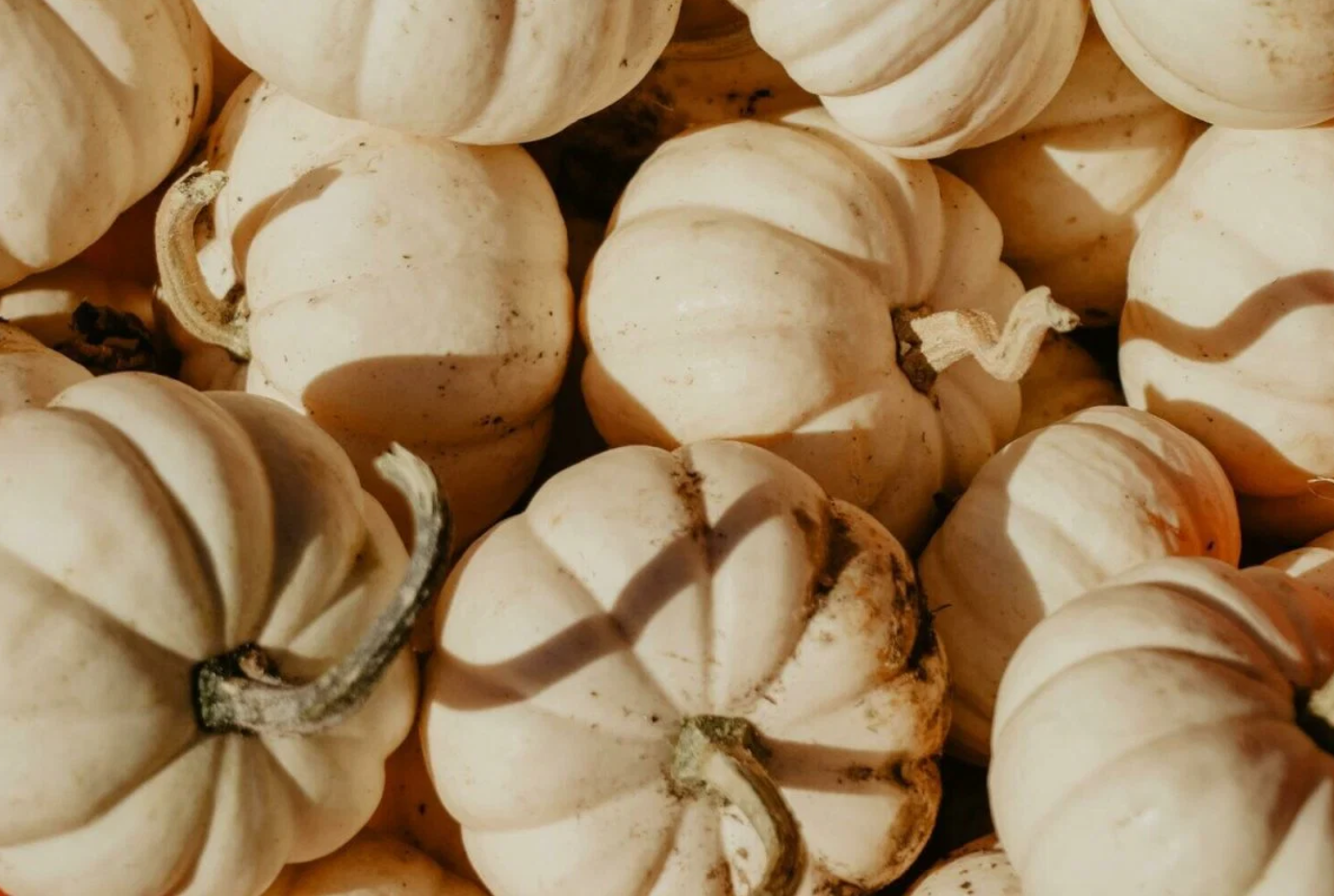 Vanilla Pumpkin Marshmallow (BBW Type)