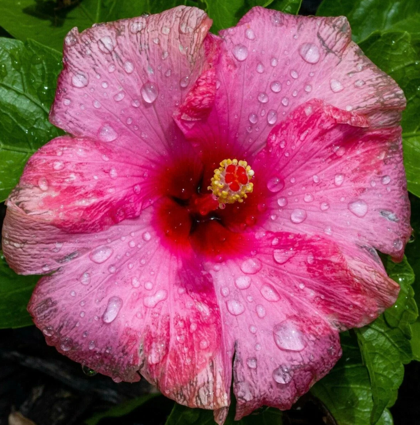 Hibiscus Guava Fresca (BBW Type).png