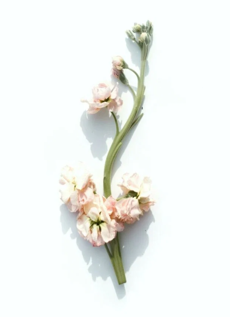 Sweet Grace (Type).png