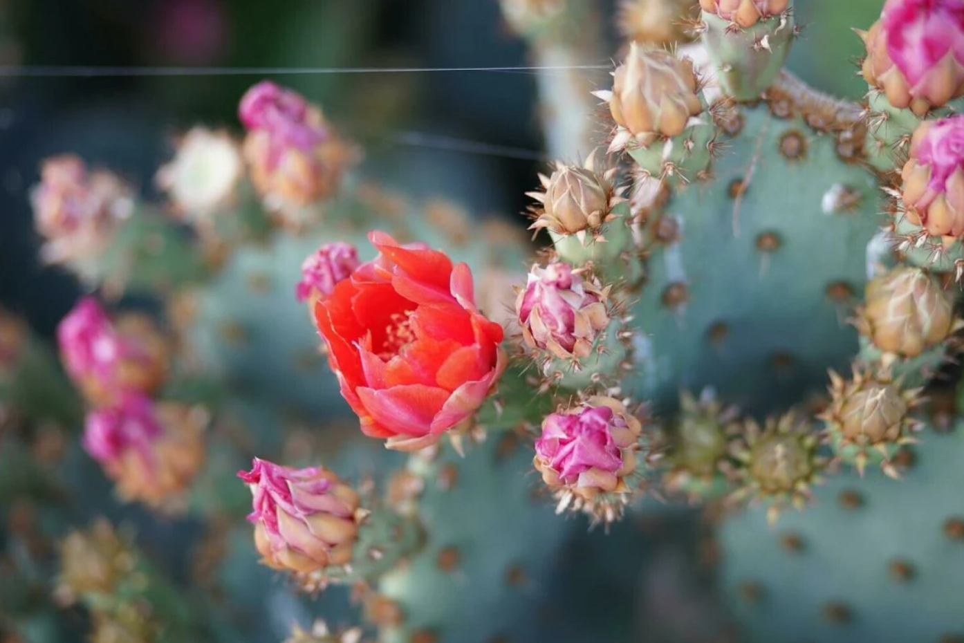 Baja Cactus Blossom (BBW Type)