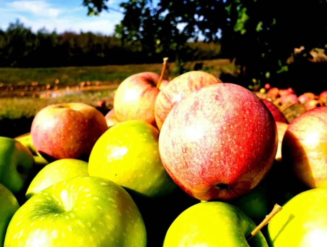 Farmstand Apple (BBW Type) Fragrance Oil