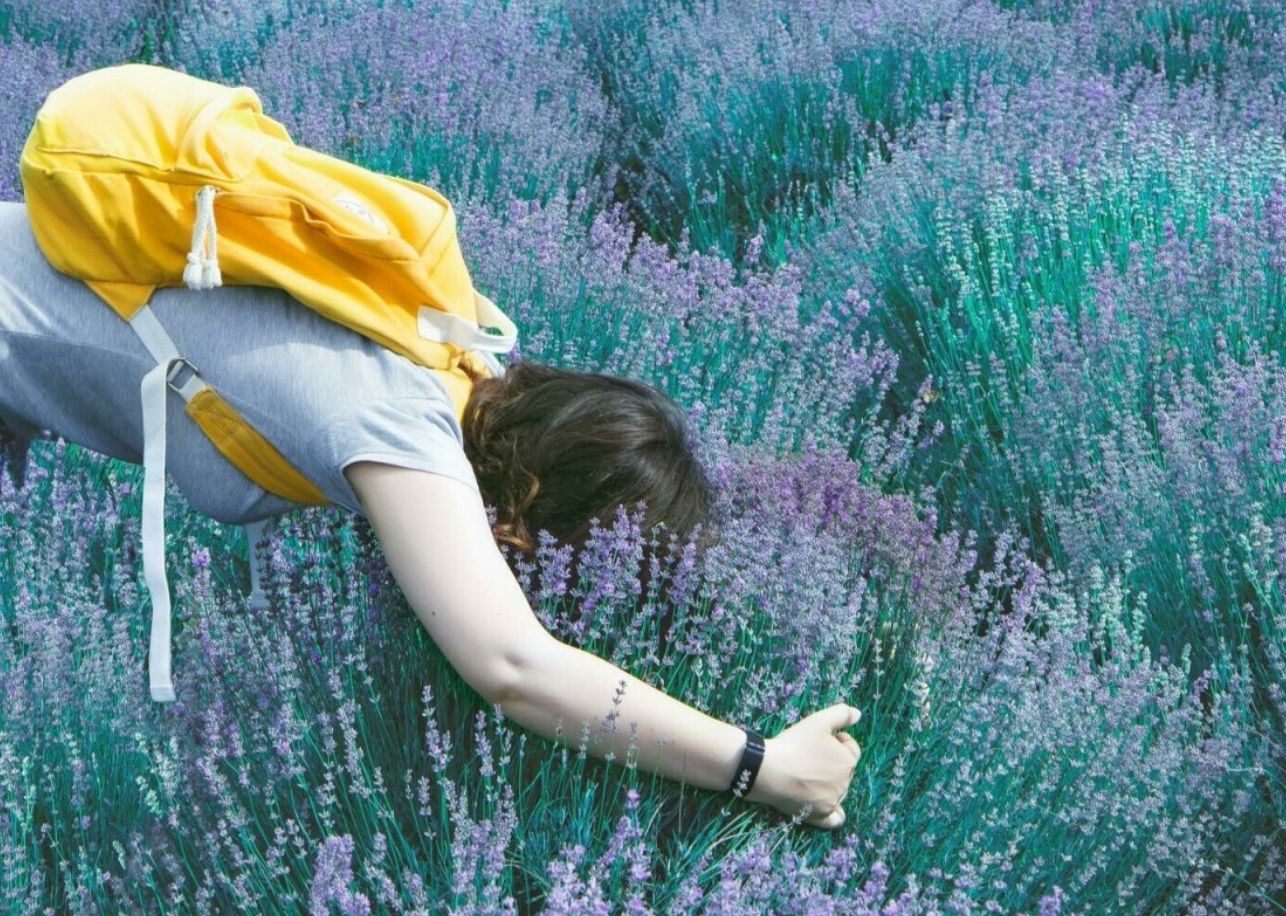 Lemon Lavender (Yankee Type).png