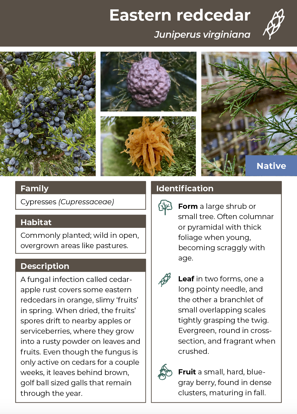 This is a page from “Woody Plants of the Woonasquatucket River Greenway,” an upcoming book to be published through the Woonasquatucket River Watershed Council. I illustrated and designed the entire 150 page book using Adobe InDesign, also assisting t