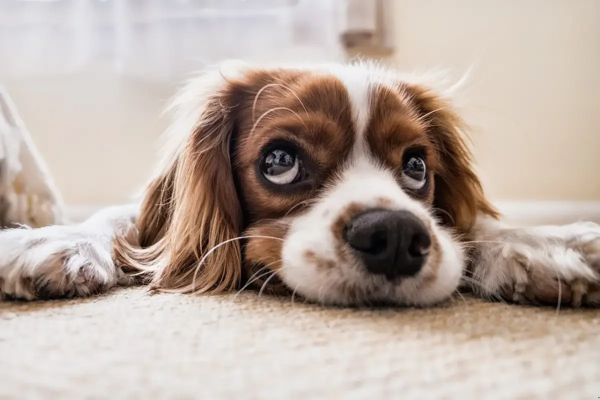 How to Get Dog Hair Out of Carpet: The Best Cleaning Methods