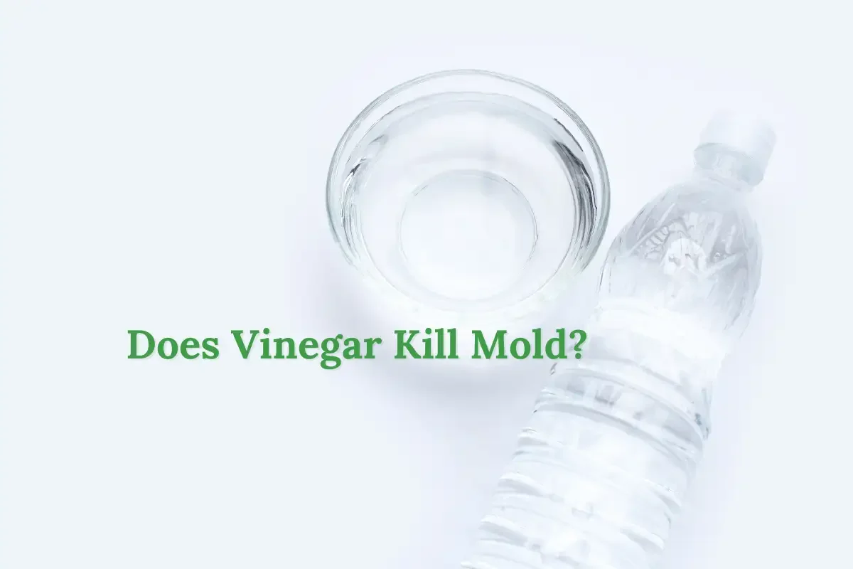 Does Vinegar Kill Mold? The Truth About This Natural Cleaner