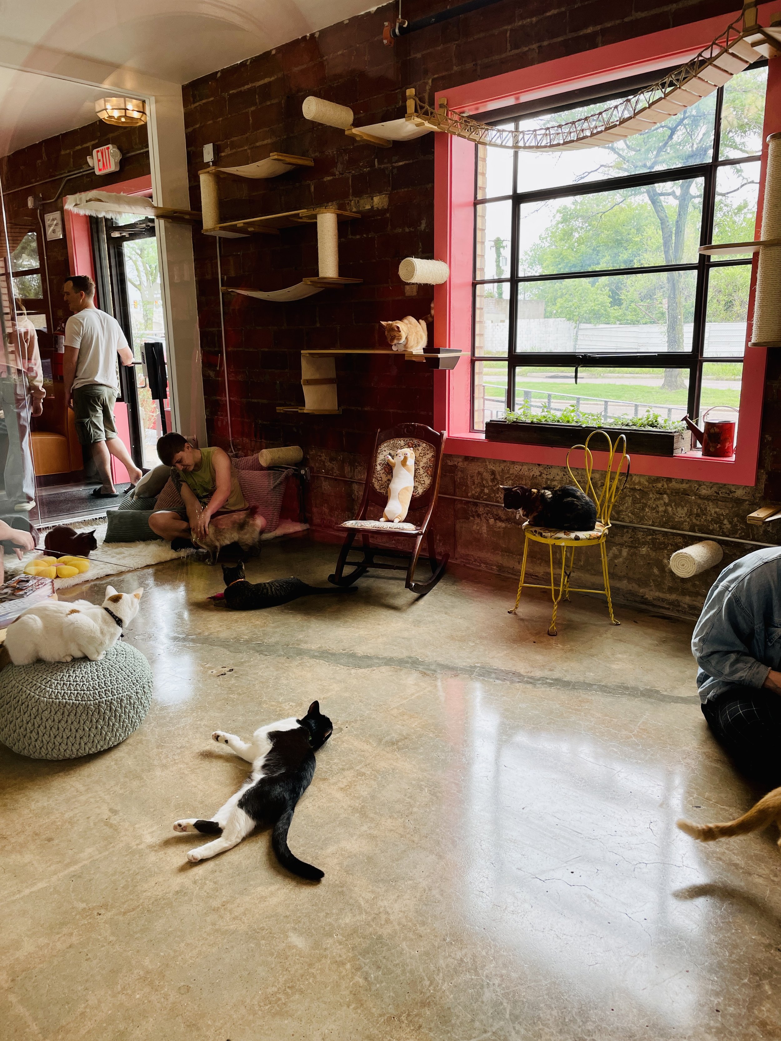don't stress meowt - Cat Cafe