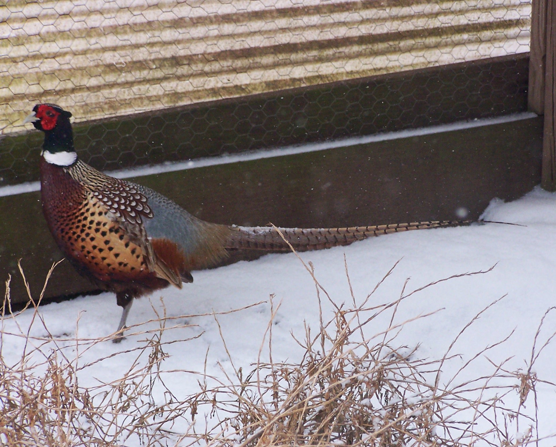 pheasant.jpg