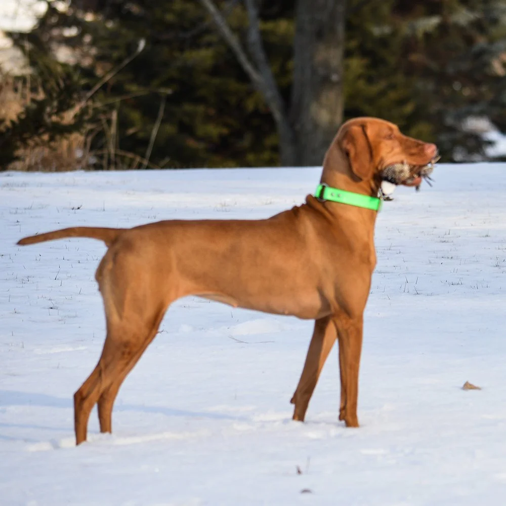 UKC CH SIZZLEVILLES WAY OUT WIGGLES
