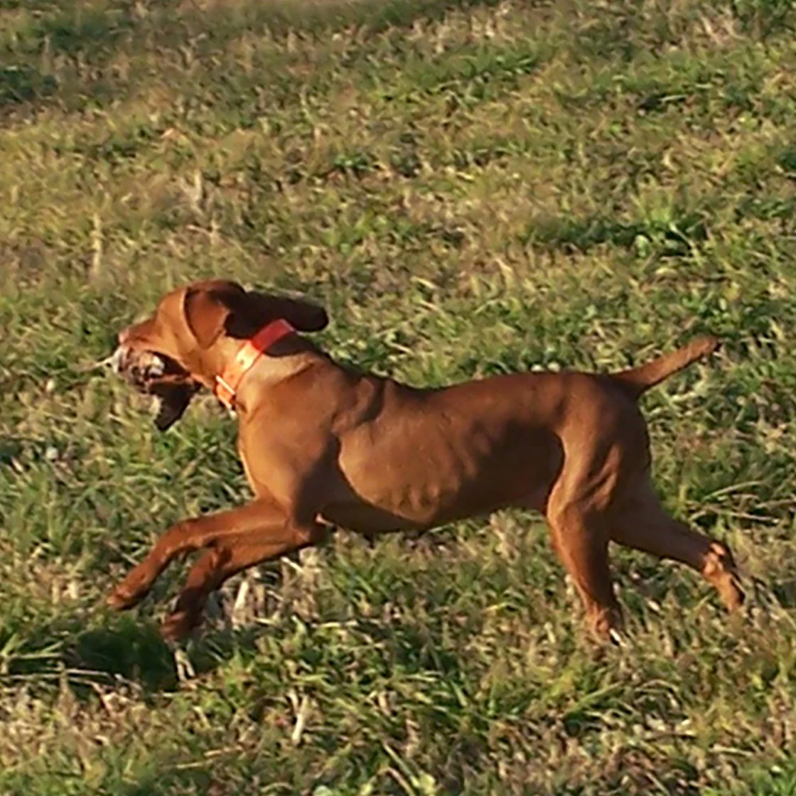 SIZZLEVILLE LIGHTNING LILLY JH