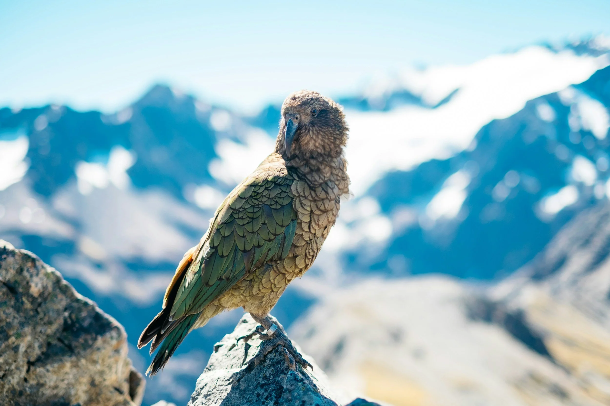 A bird of prey perched on a rock with snow-covered mountains in the background