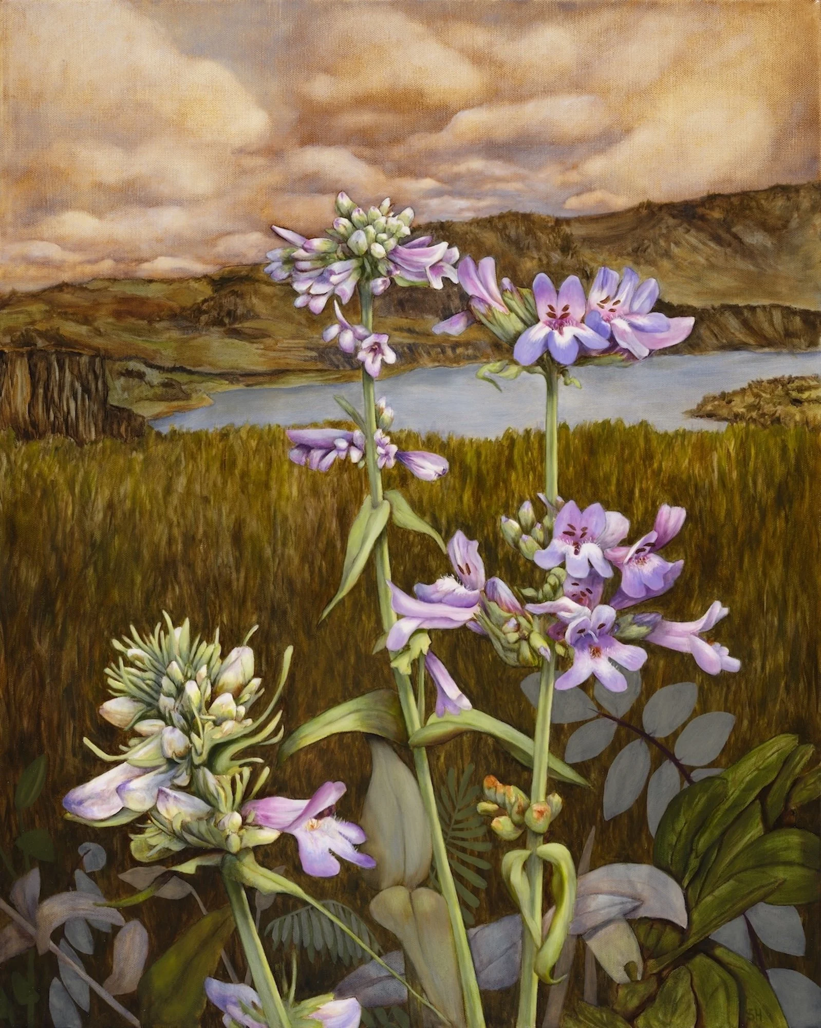 "Tall Western Penstemon" Oil on canvas, 30" x 24" SOLD
