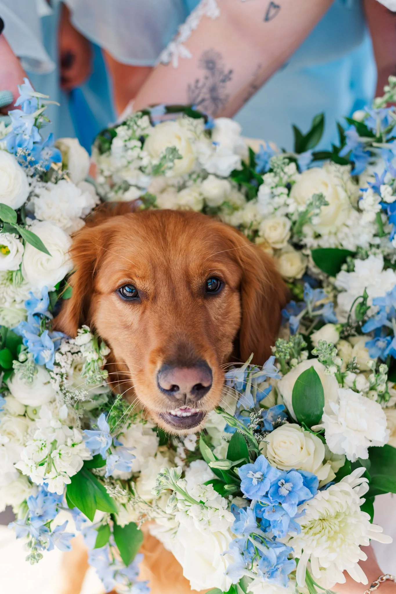 A brown dog surrounded by white and blue flowers, looking directly at the camera.