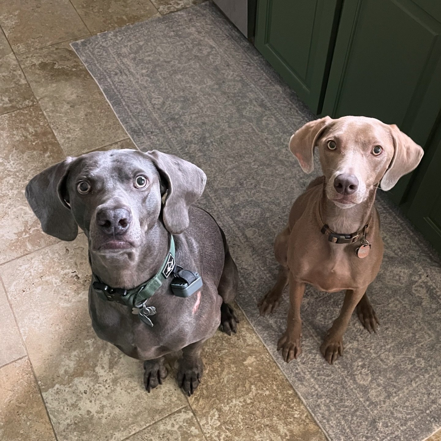 Opie &amp; Birdie 💙🩷
&bull;
&bull;
&bull;
&bull;
&bull;
&bull;
#dog #dogs #dogsofinstagram #dogstagram #dogsofinsta #dogsofig #houston #houstontx #htx #stephthesitter #petsitter #petsitting #dogwalker #dogwalking #petcare #weimaraner #weim