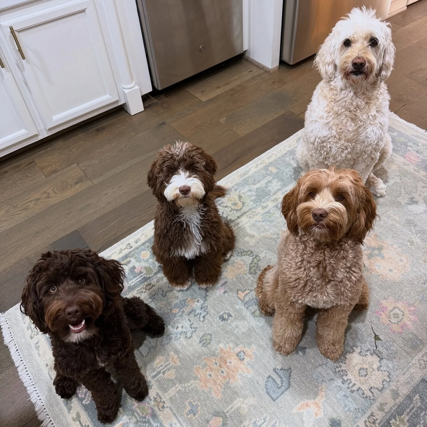 Stella (dark brown), London (brown &amp; white), Ellie (tan) &amp; Sydney (white) 🩷🩷🩷🩷
&bull;
&bull;
&bull;
&bull;
&bull;
&bull;
#dog #dogs #dogsofinstagram #dogstagram #dogsofinsta #dogsofig #houston #houstontx #htx #stephthesitter #petsitter #p