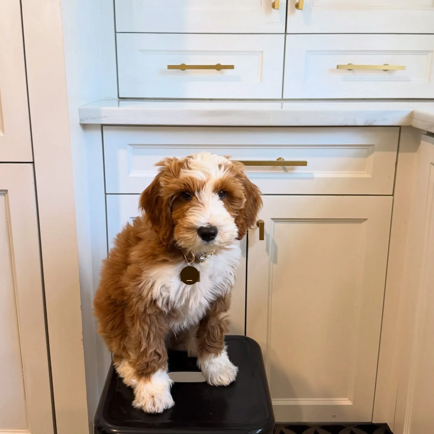 Ralphie! 🐶💛
&bull;
&bull;
&bull;
&bull;
&bull;
&bull;
#puppy #puppies #dog #dogs #dogsofinstagram #dogstagram #dogsofinsta #dogsofig #houston #houstontx #htx #stephthesitter #petsitter #petsitting #dogwalker #dogwalking #petcare #bernedoodle #berne
