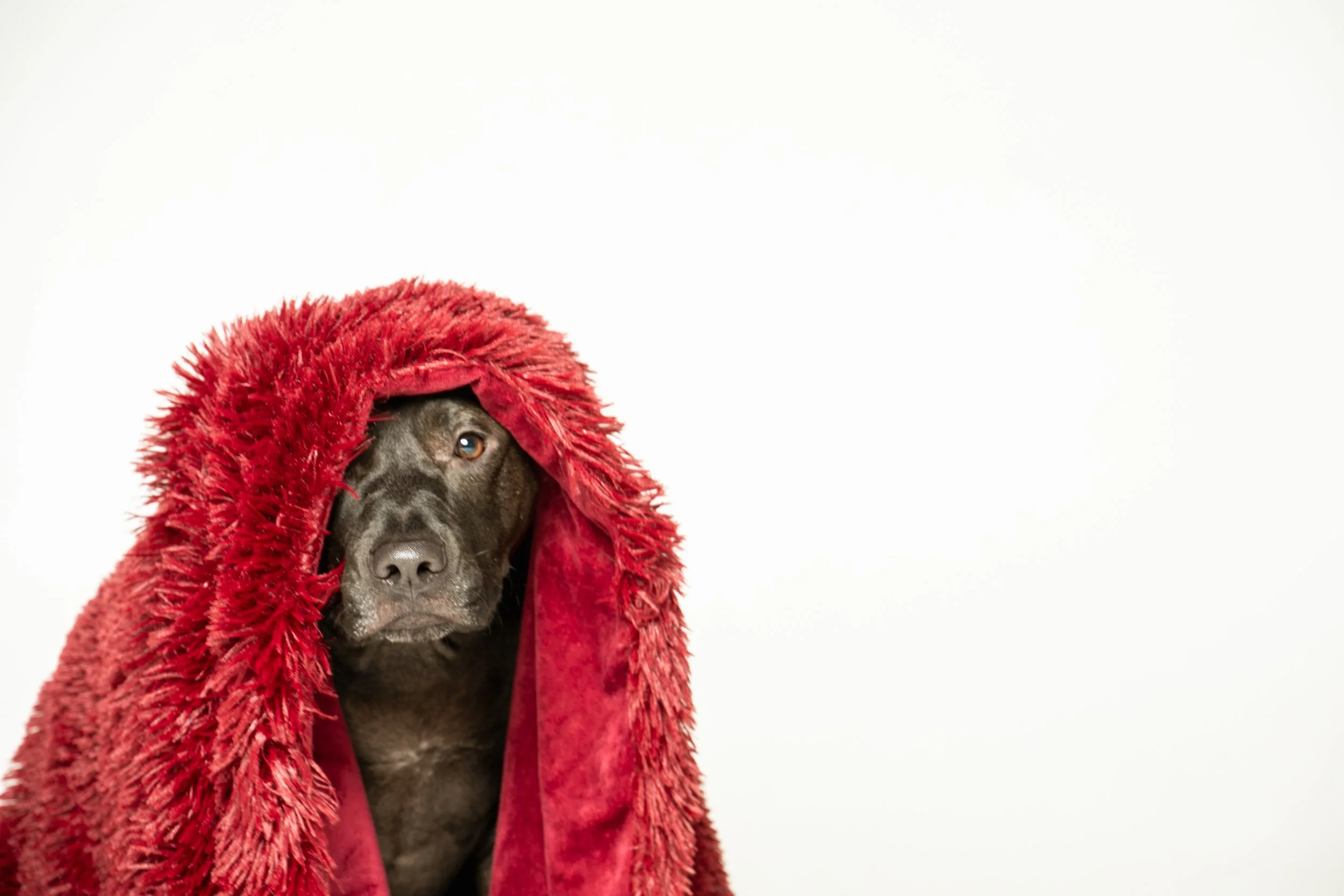 Pet_photography_marmalade_portraits-246.JPG