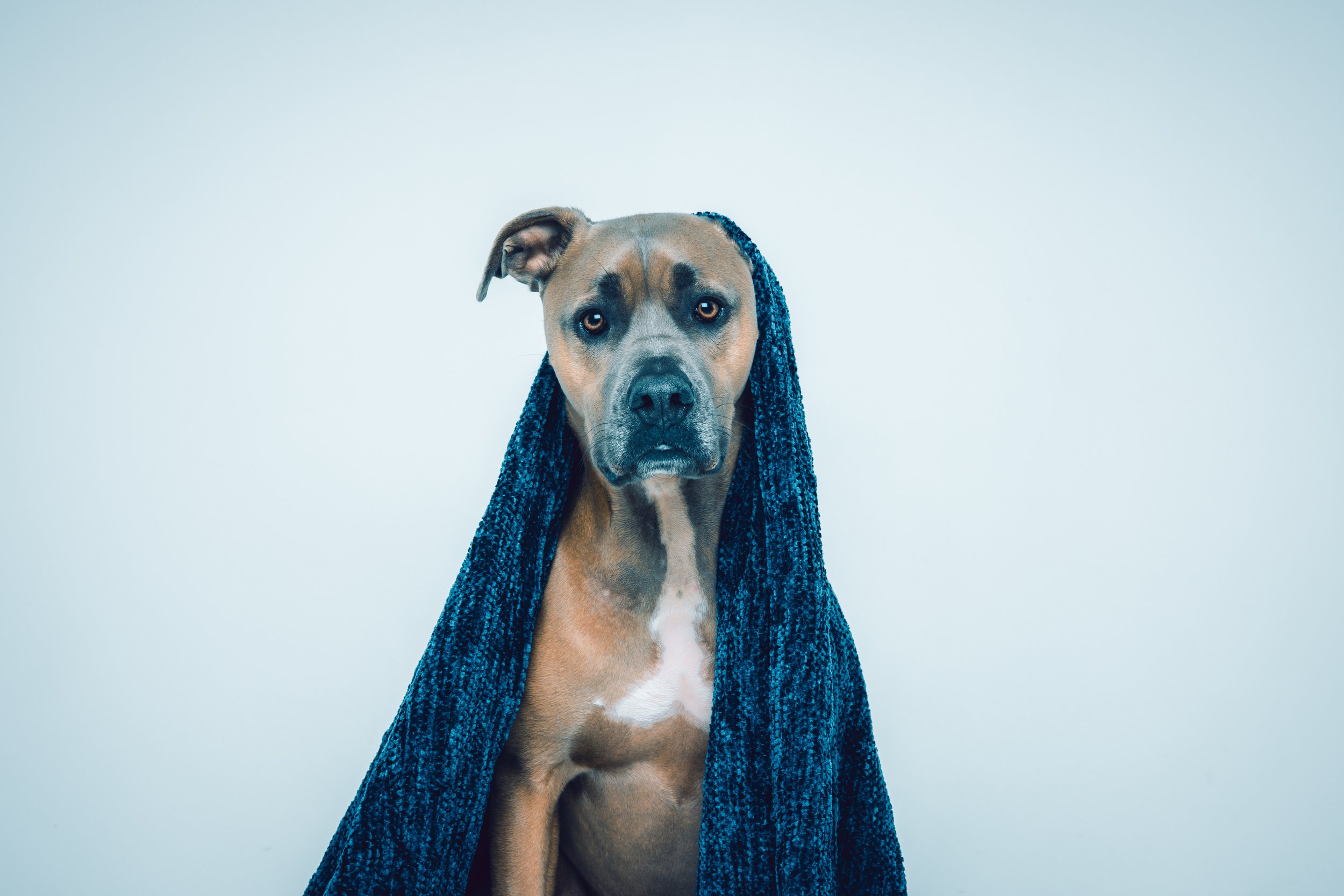 Pet_photography_marmalade_portraits-274.JPG