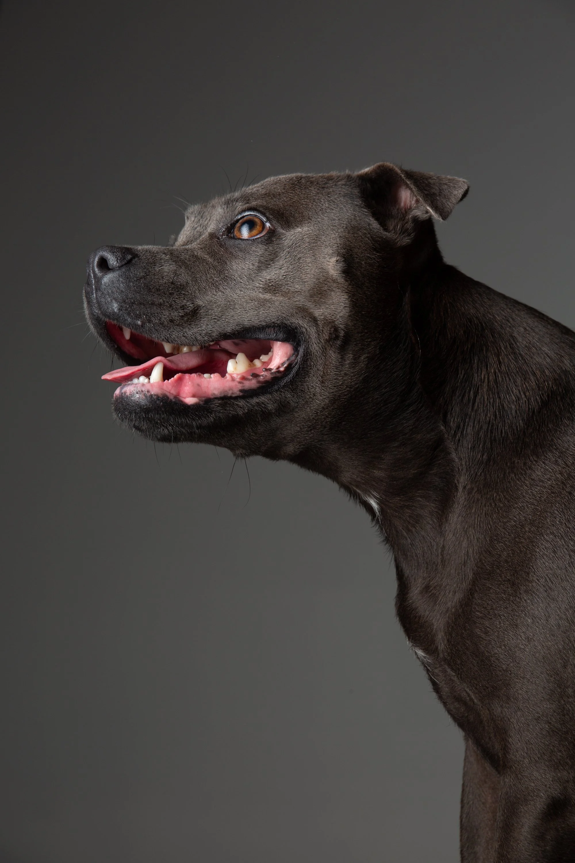Pet_photography_marmalade_portraits-151.JPG