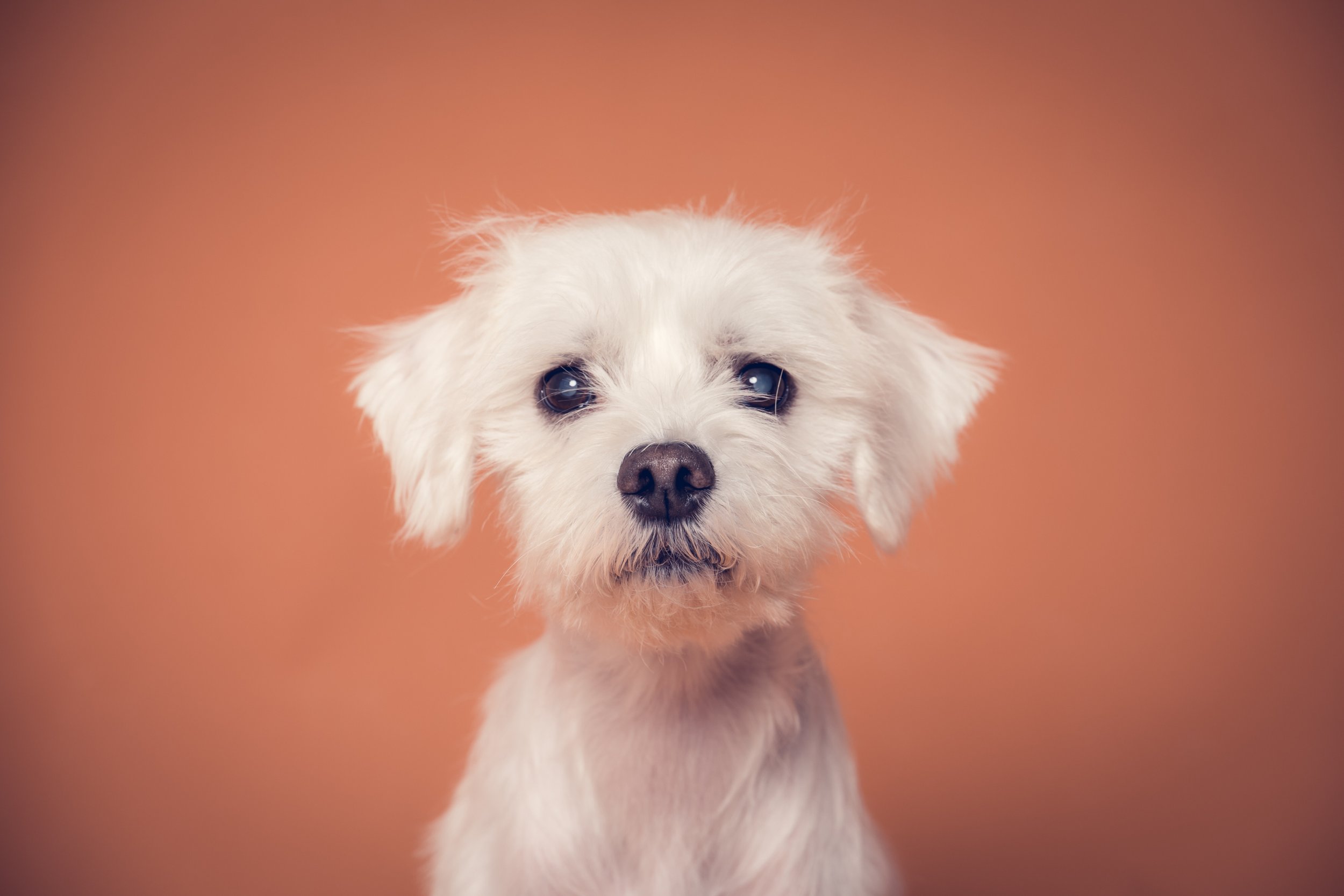 Pet_photography_marmalade_portraits-239.JPG