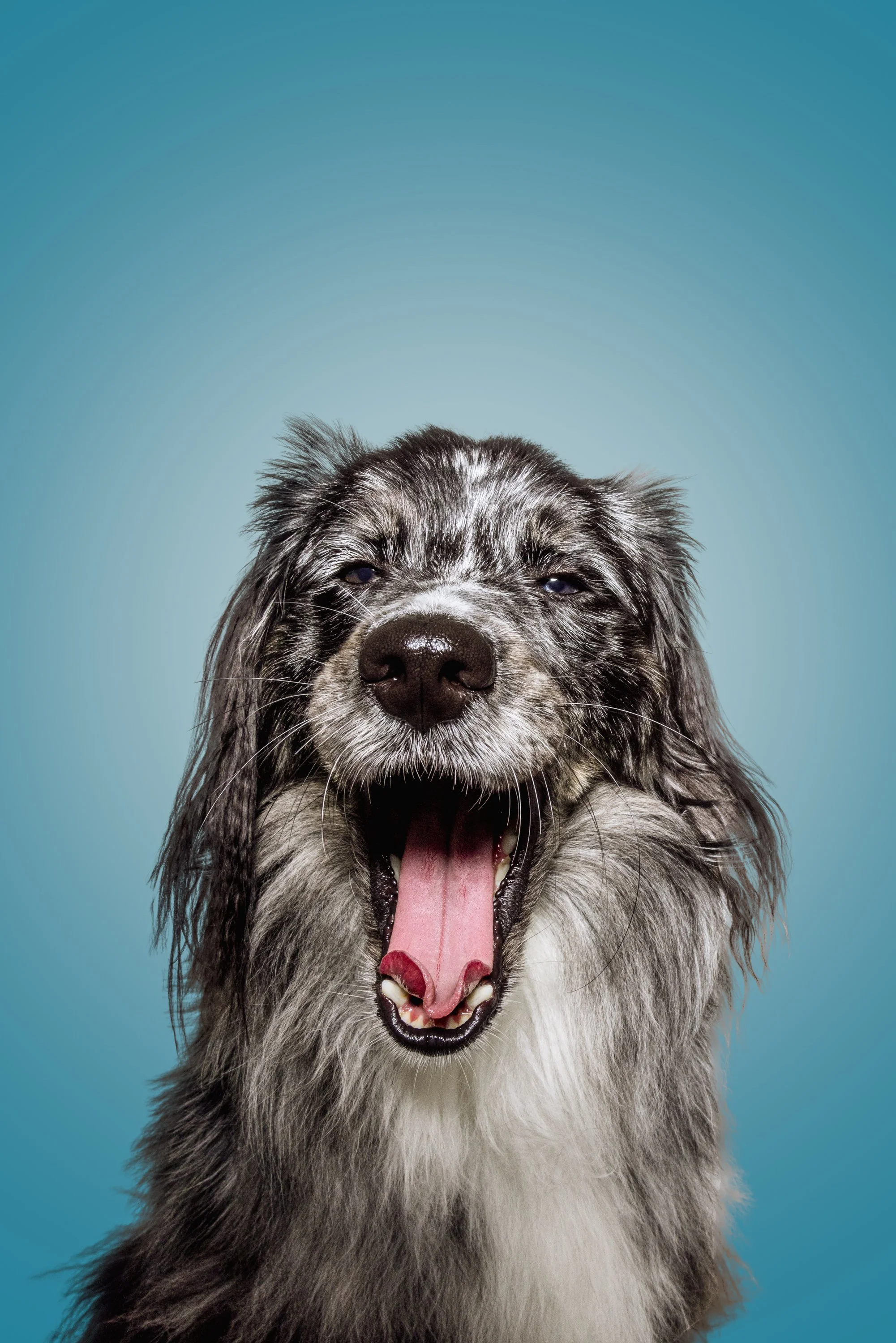 Pet_photography_marmalade_portraits-269.JPG
