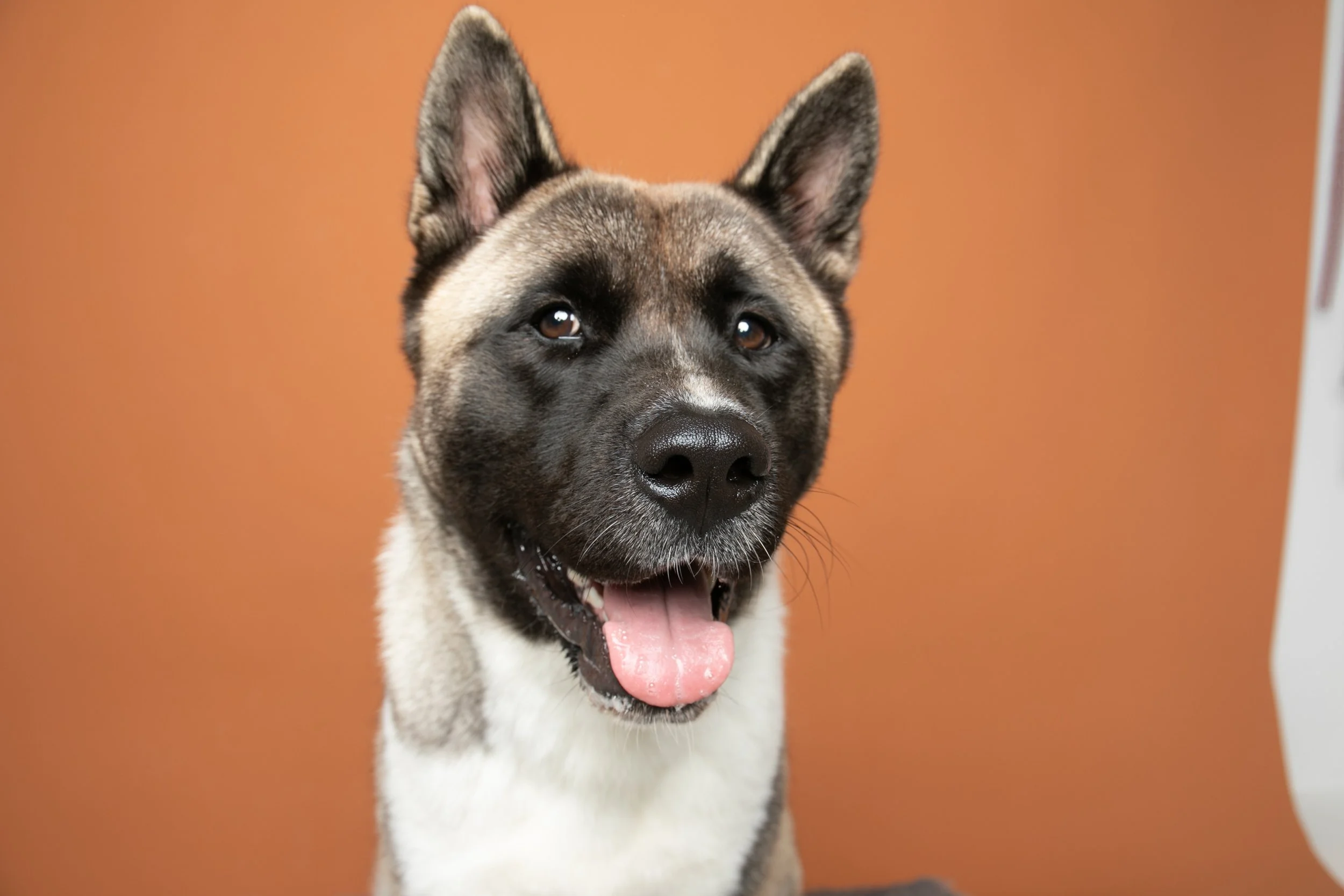 Pet_photography_marmalade_portraits-197.JPG