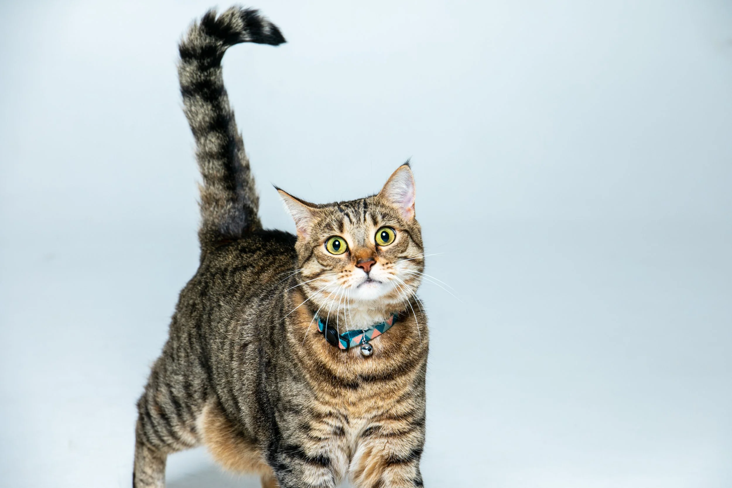 Pet_photography_marmalade_portraits-203.JPG