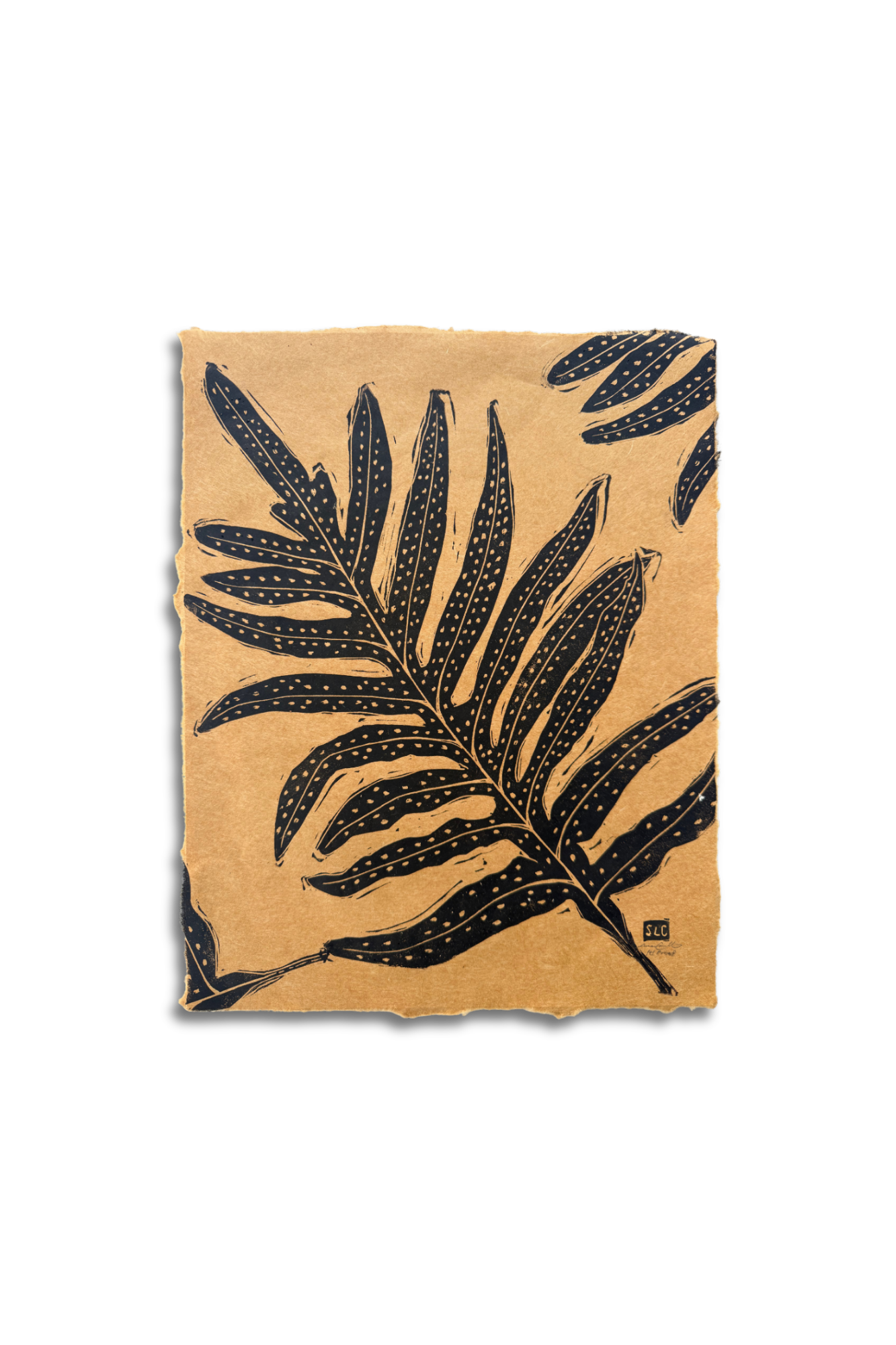 Laua'e (Microsorum scolopendria) - TIMED EDITION