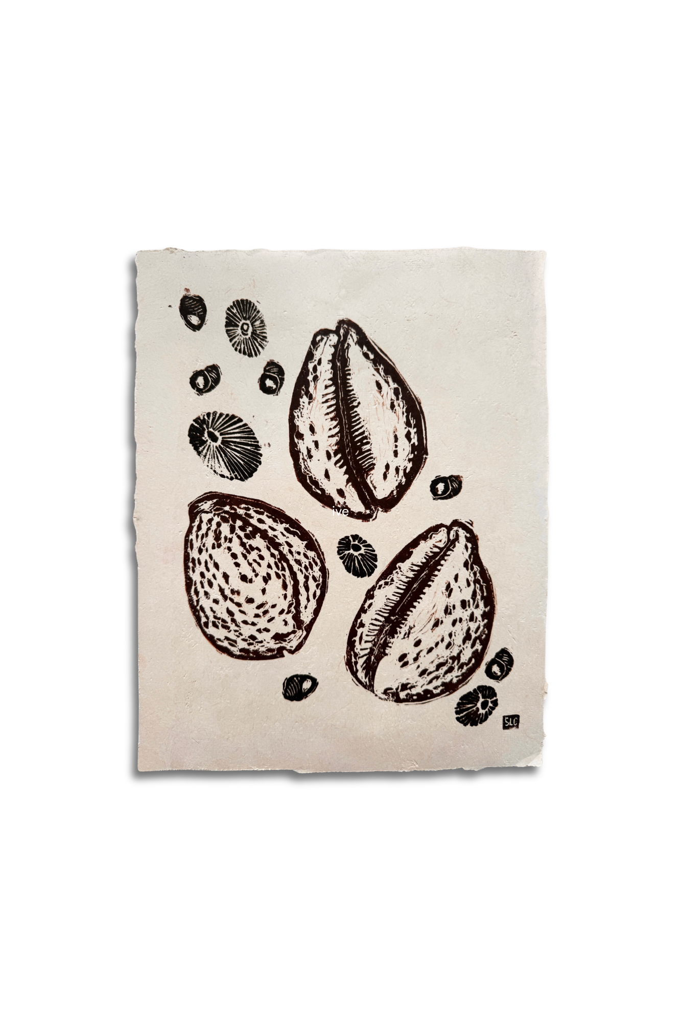 Tidepool Treasures • Brown on Cream.png