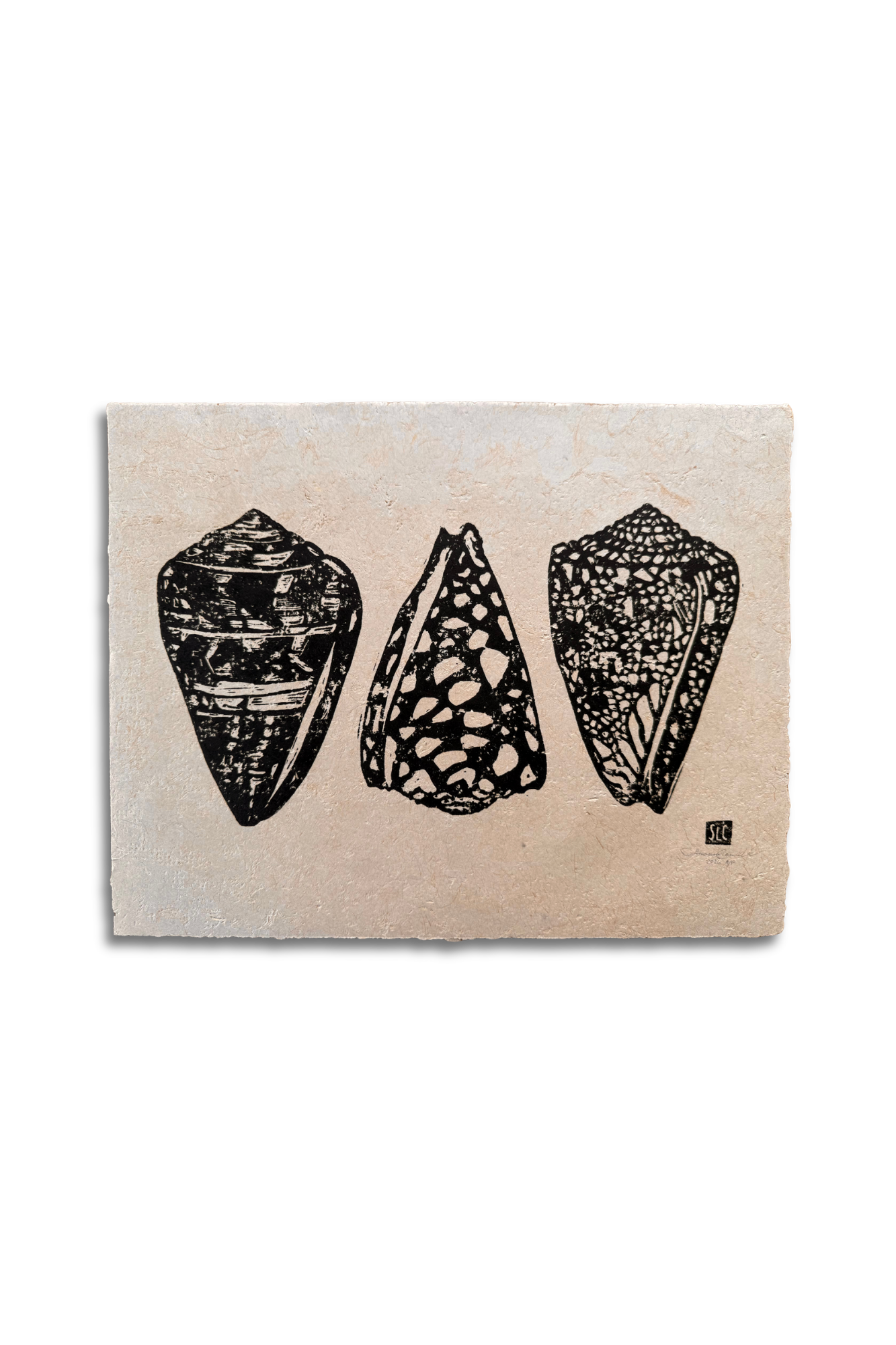 Cone Shell Collection Tan.png