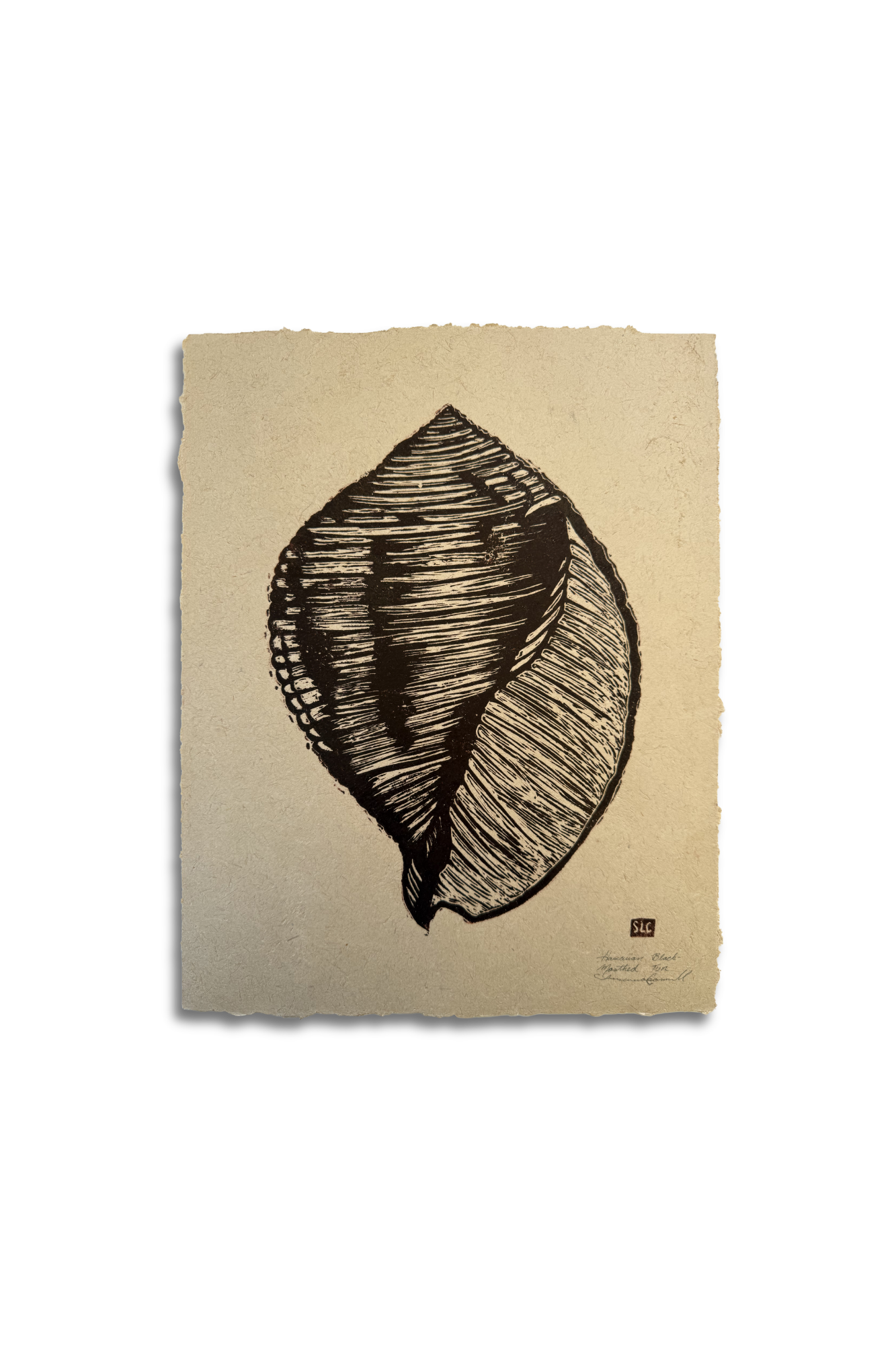 Hawaiian Black Mouthed Tun • Tan.png