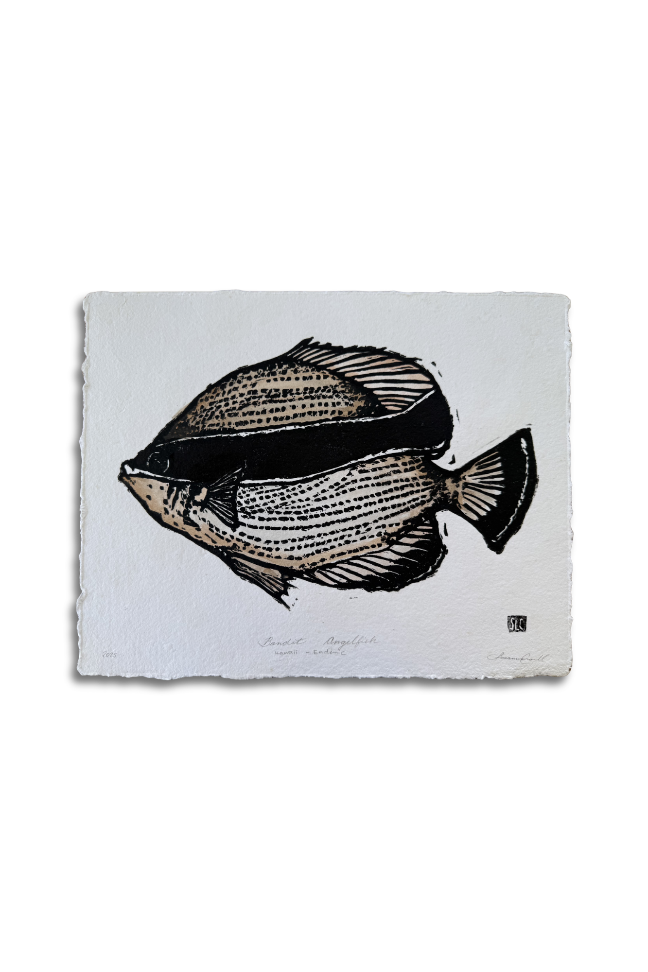 Bandit Angel Fish • Watercolor.png