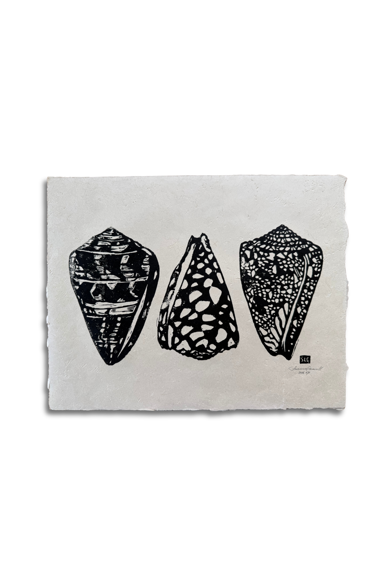 Cone Shell Collection