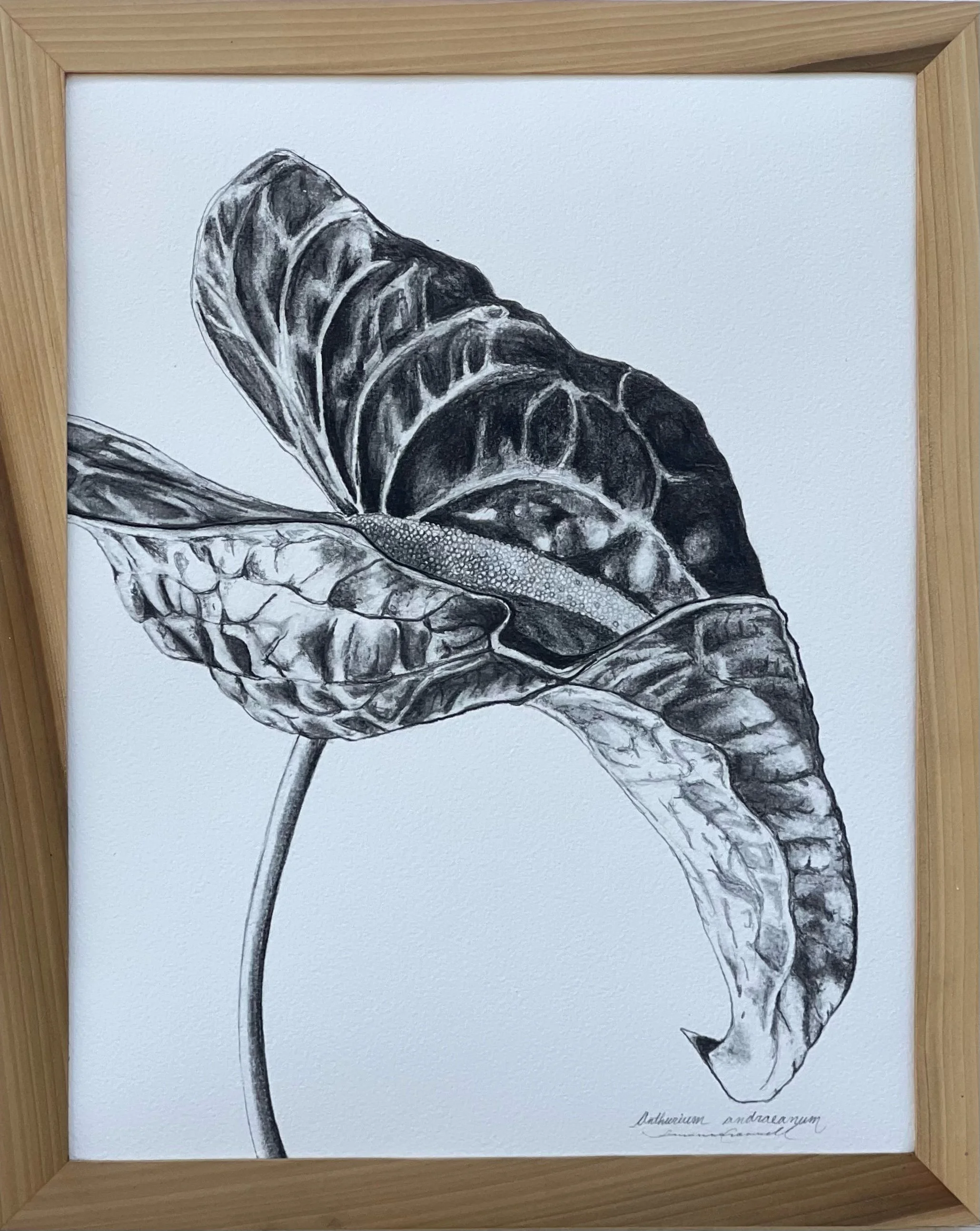 Andraeanum Single Stem.jpg