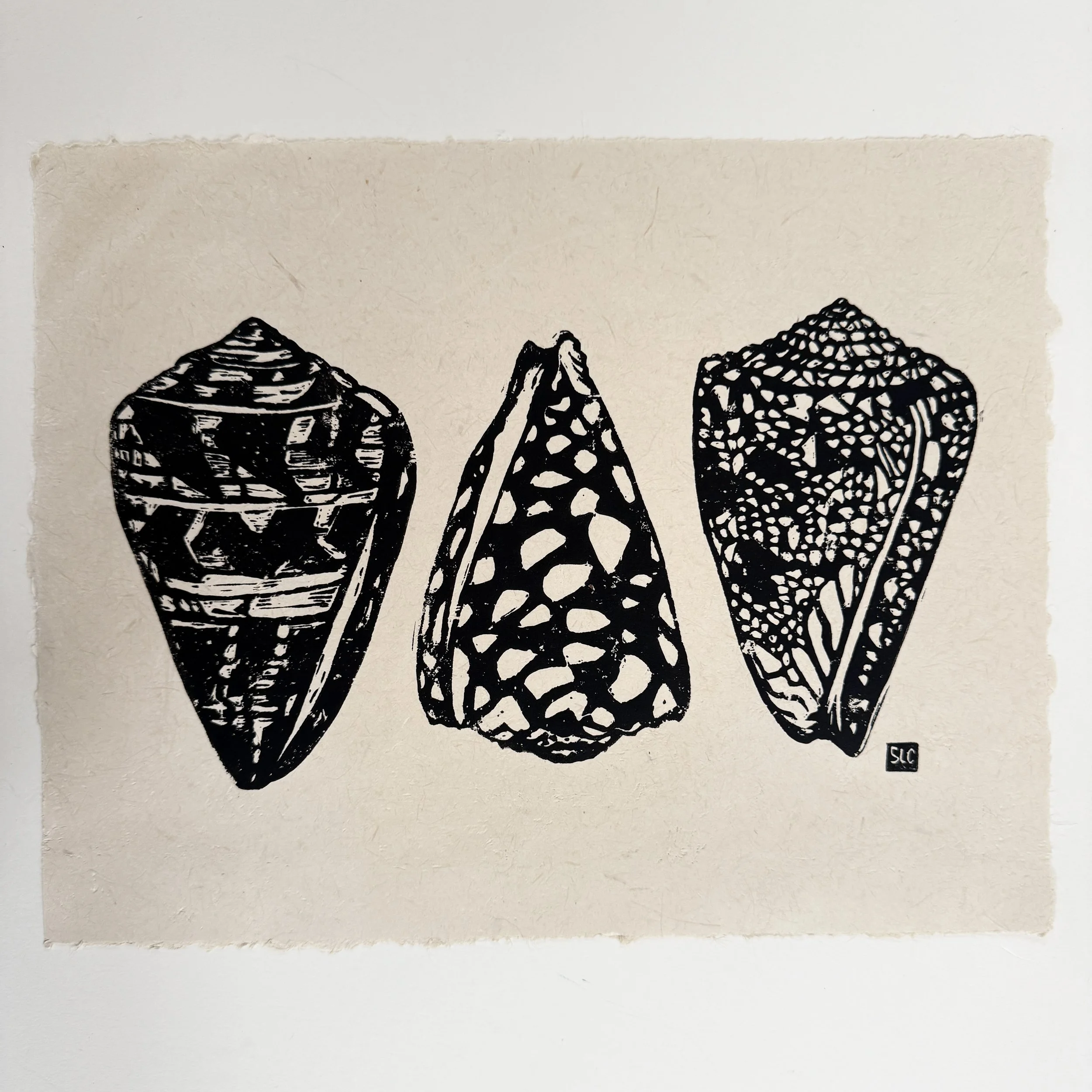 Cone Shell Collection.jpg