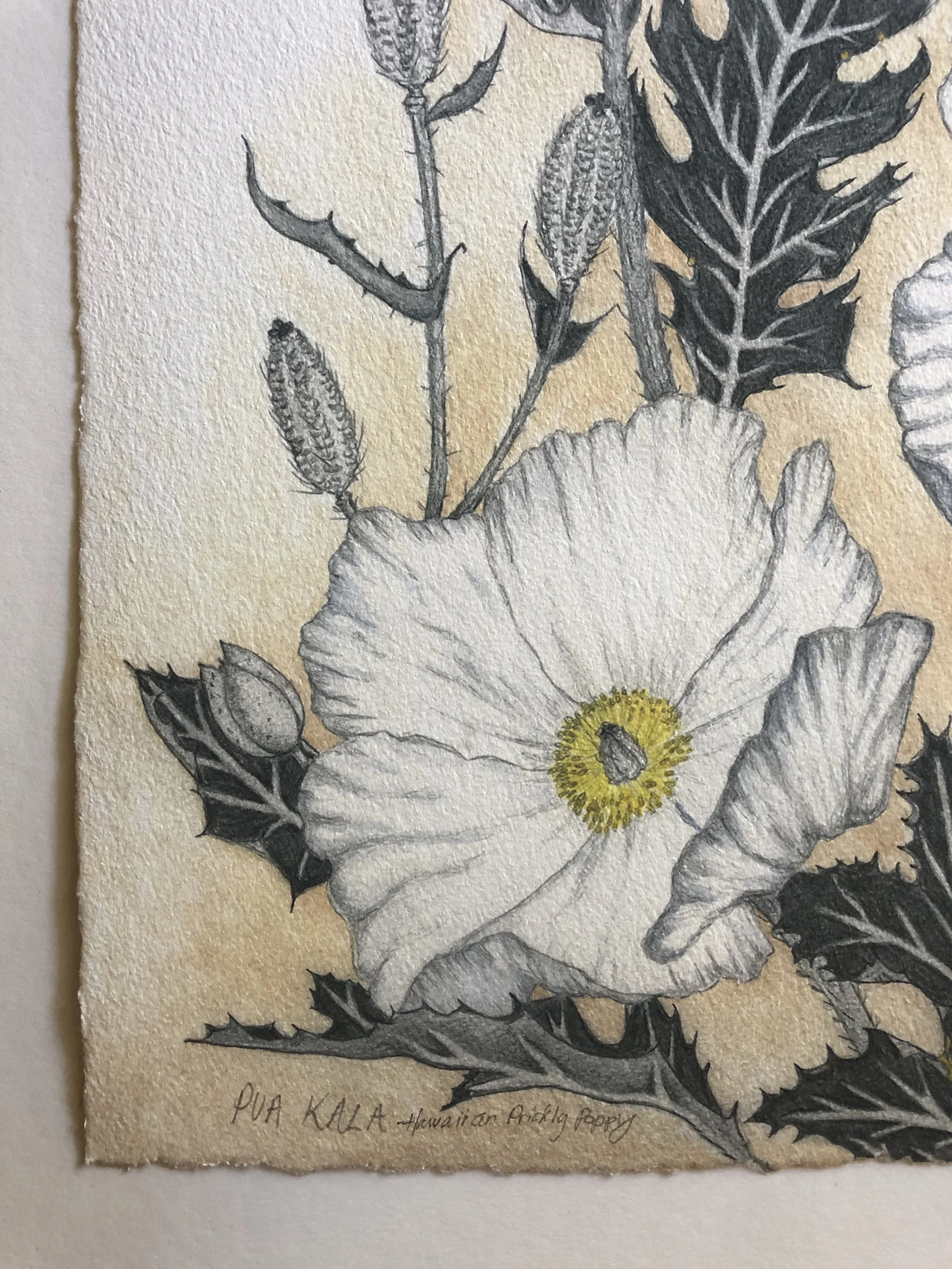 Pua Kala signed title.jpg