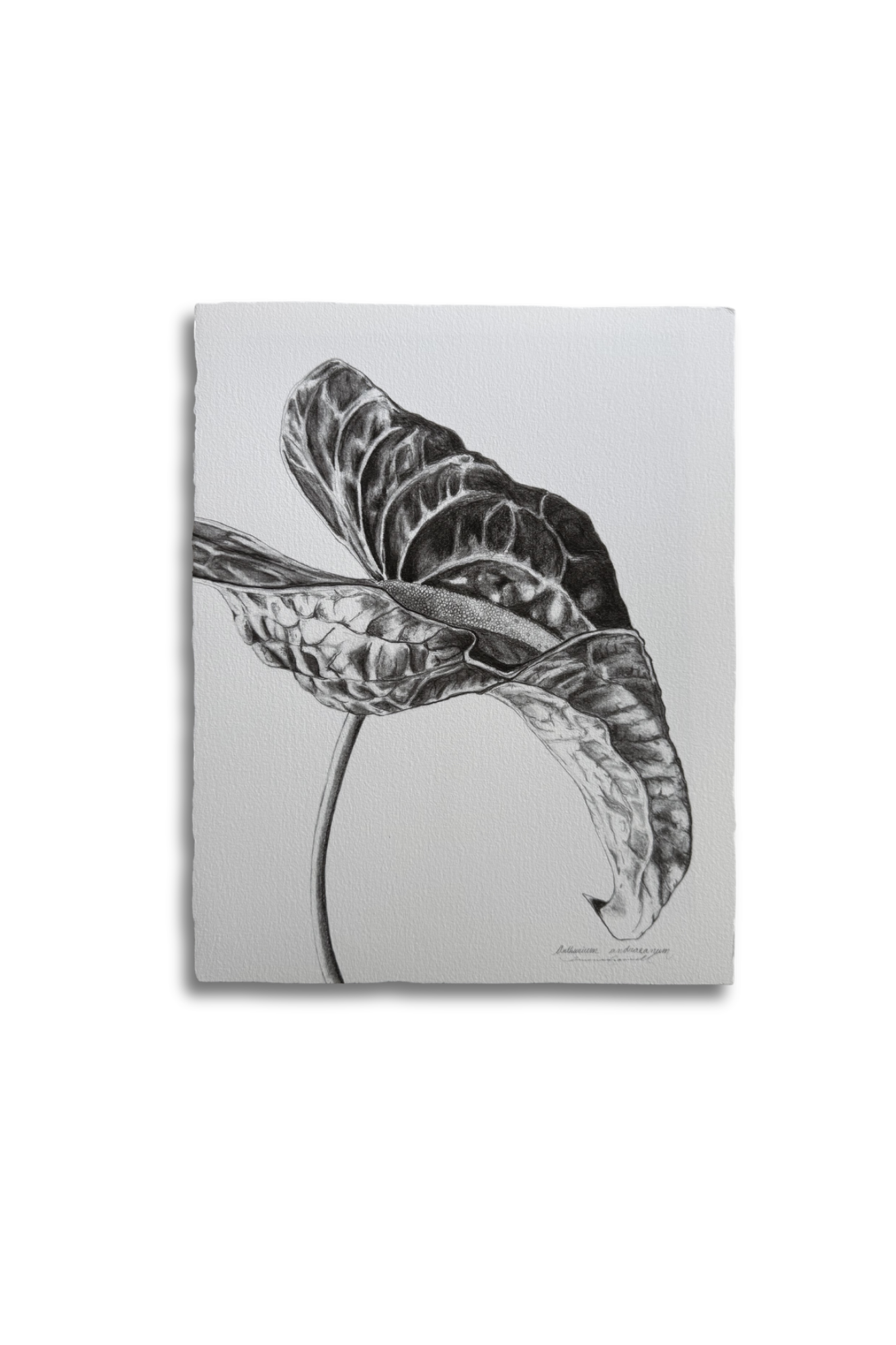 Andraeanum Single Stem