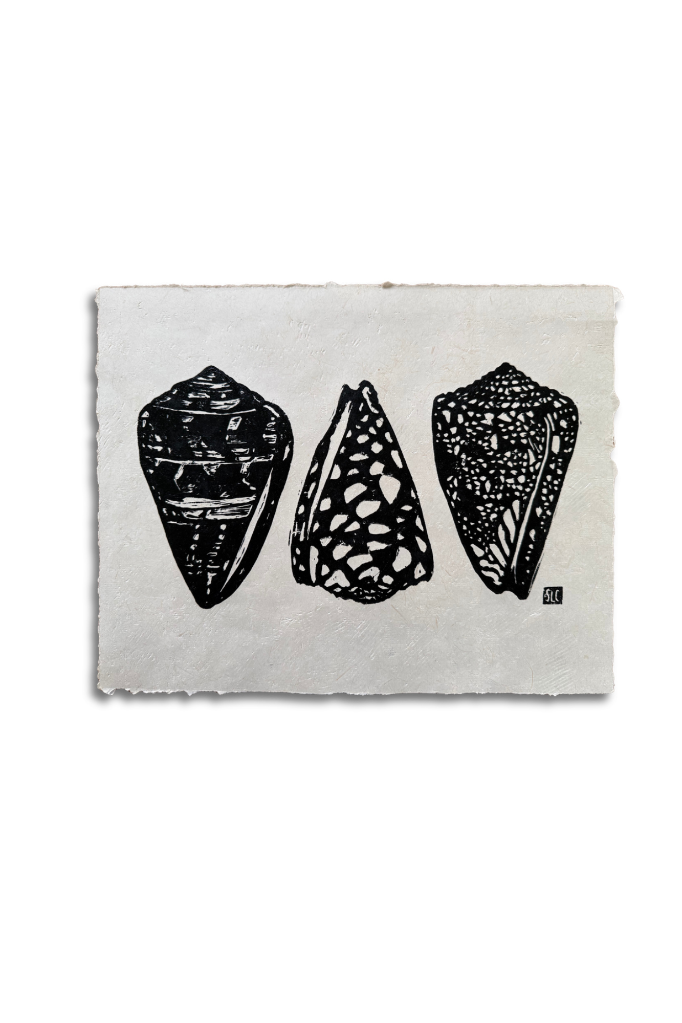 Cone Shell Collection