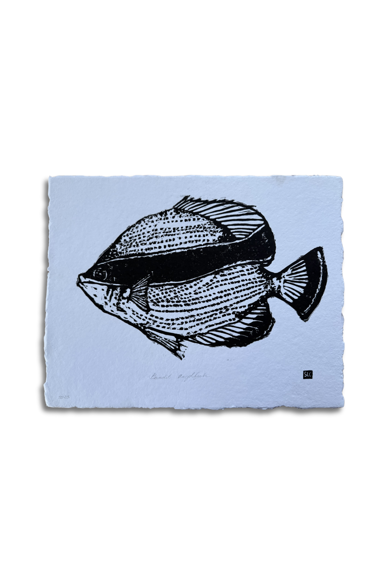 Bandit Angel Fish • Black on White.png