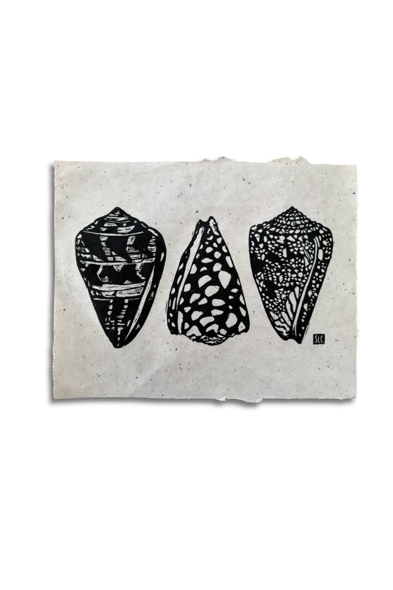 Cone Shell Collection • Mulbury Chiri.png