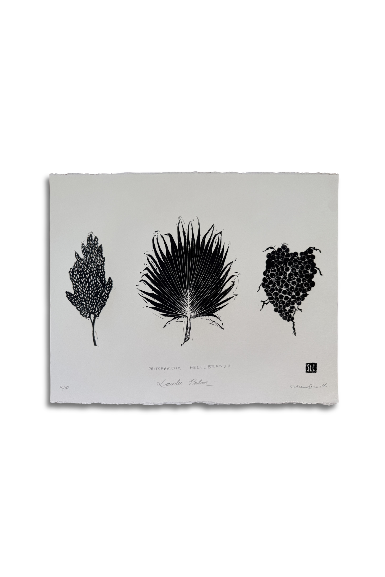 Loulu Palm • Inflorescence Frond Fruit.png