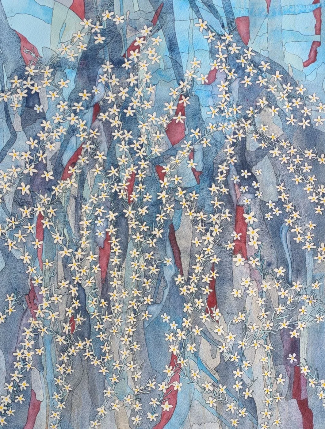 Wedding bush - ricinocarpos